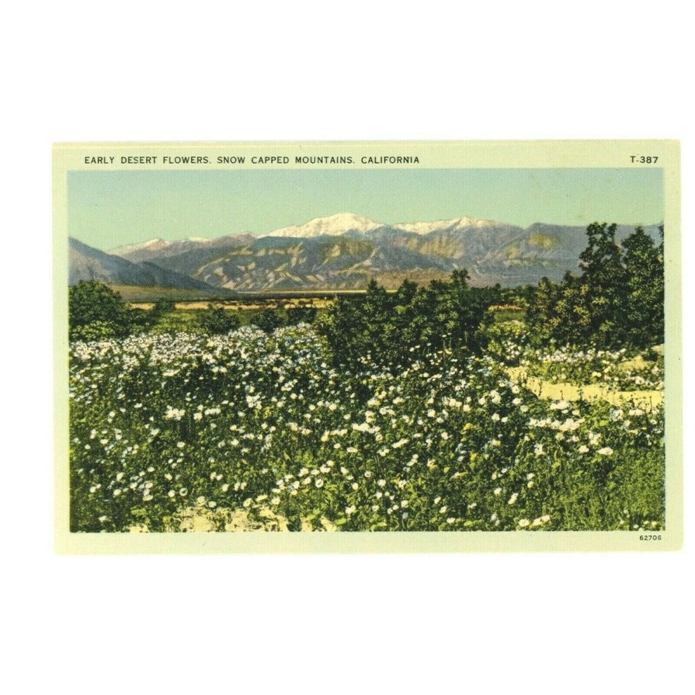 Vintage Postcard California Early Desert Flowers Snow Capped Mountains USA